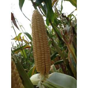Веге - 1 F1 - цукрова кукурудза, 50 насіння, Мнагор, Україна фото, цiна